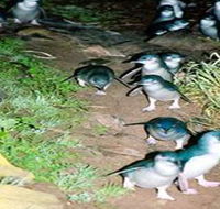 Penneshaw Penguin Centre - Restaurant Gold Coast