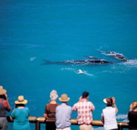 Whale Watching At Head Of Bight - Restaurant Gold Coast