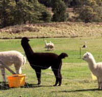 Maydena Country Cabins Accommodation  Alpaca Stud - Restaurant Gold Coast