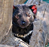 Trowunna Wildlife Sanctuary - Restaurant Gold Coast