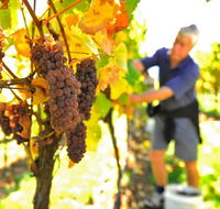 Native Point Wines - Restaurant Gold Coast