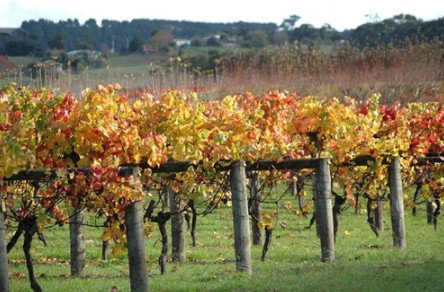 Apsley Gorge Vineyard - Restaurant Gold Coast 0
