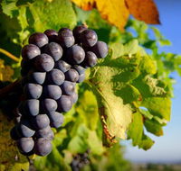 Panorama Vineyard - Restaurant Gold Coast