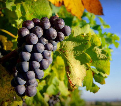 Panorama Vineyard - Restaurant Gold Coast 0