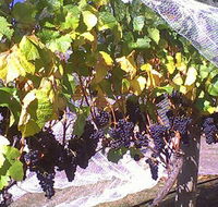 Palmara Vineyard - Restaurant Gold Coast