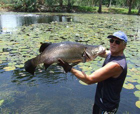 Barra Feeding - Restaurant Gold Coast 0
