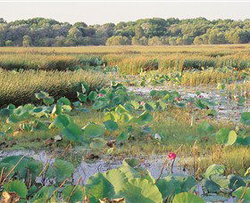 Fogg Dam Conservation Reserve - Restaurant Gold Coast 0