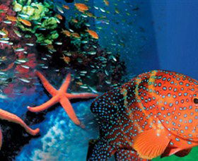 Indo Pacific Marine - Restaurant Gold Coast 0