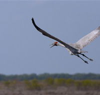 Gayngaru Wetlands Interpretive Walk - Restaurant Gold Coast