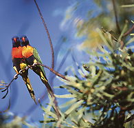 Wangi Falls Walk - Restaurant Gold Coast