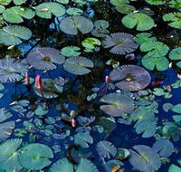Pine Creek Water Gardens - Restaurant Gold Coast