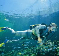 Kirra Reef Dive Site - Restaurant Gold Coast
