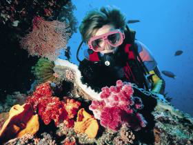 Cook Island Dive Site - Restaurant Gold Coast 0