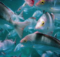 Palm Beach Reef Dive Site - Restaurant Gold Coast