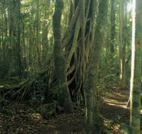 Lamington National Park Binna Burra Section - Restaurant Gold Coast