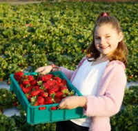 Strawberry Fields - Restaurant Gold Coast