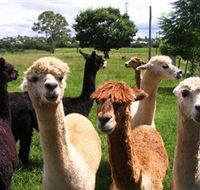 Banyandah Alpacas - Restaurant Gold Coast