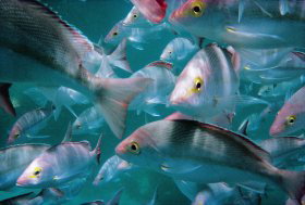 Wolf Rock Dive Site - Restaurant Gold Coast 0