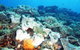 Mudjimba (Old Woman) Island Dive Site - thumb 0