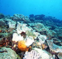 Mudjimba Old Woman Island Dive Site - Restaurant Gold Coast