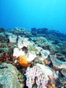 Mudjimba (Old Woman) Island Dive Site - Restaurant Gold Coast 0