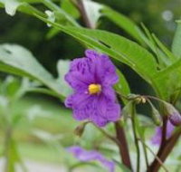 Alpha Native Flower Garden - Restaurant Gold Coast
