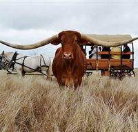 Texas Longhorn Wagon Tours and Safaris - Restaurant Gold Coast