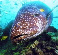 Lady Musgrave Island Dive Sites - Restaurant Gold Coast