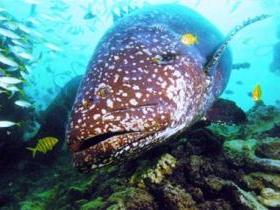 Lady Musgrave Island Dive Sites - Restaurant Gold Coast 0