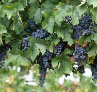 South Burnett Wine Trail - Restaurant Gold Coast