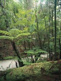Fraser Island Great Walk - Restaurant Gold Coast 0