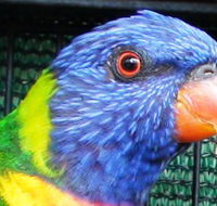 Fraser Coast Wildlife Sanctuary - Restaurant Gold Coast