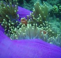 The Lady Bowen Dive Site - Restaurant Gold Coast