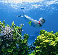 Wheeler Reef Dive Site - Restaurant Gold Coast