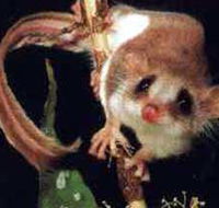 Carrowong Fauna Sanctuary - Restaurant Gold Coast