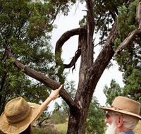 Charleville - Outback Native Timber Walk - Restaurant Gold Coast