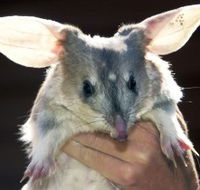 Charleville - Bilby Experience - Restaurant Gold Coast