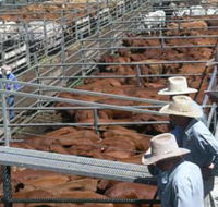 Dalrymple Sales Yards - Cattle Sales - Restaurant Gold Coast