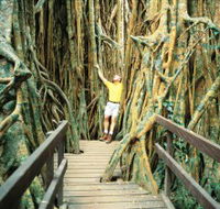Curtain Fig Tree - Restaurant Gold Coast