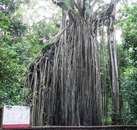 Curtain Fig National Park - Restaurant Gold Coast
