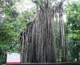 Curtain Fig National Park - Restaurant Gold Coast 0
