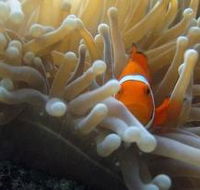 Flat Rock Dive Site - Restaurant Gold Coast