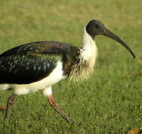 Toowoomba Bicentennial Waterbird Habitat - Restaurant Gold Coast