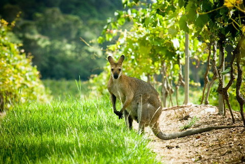 Sirromet Winery - Restaurant Gold Coast 2