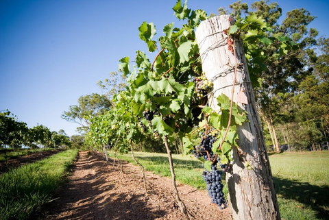 Sirromet Winery - Restaurant Gold Coast 3