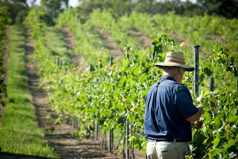 Sirromet Winery - Restaurant Gold Coast 11