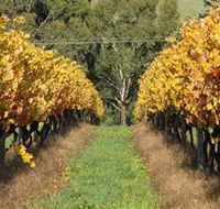 Wild Dog Winery  Restaurant - Restaurant Gold Coast