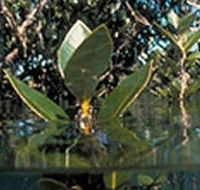 Jawbone Marine Sanctuary - Restaurant Gold Coast