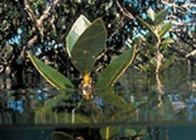 Jawbone Marine Sanctuary - Restaurant Gold Coast 0