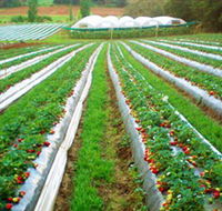 Kookaberry Strawberry Farm - Restaurant Gold Coast